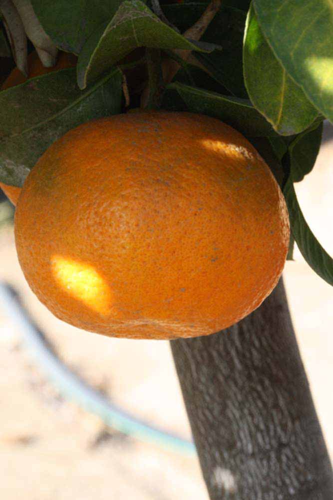              Fruit (Riverside, CA)       